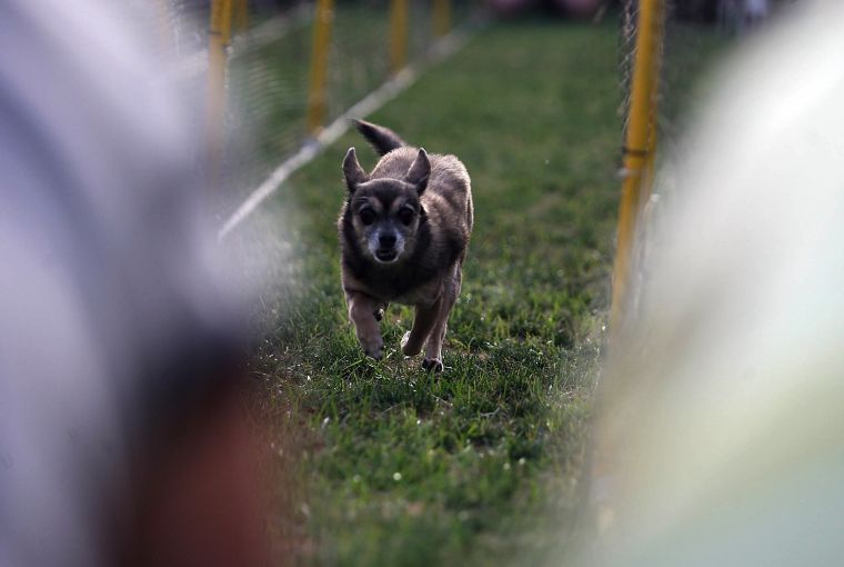 Chihuahua races